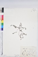 藏品(千根草)的圖片