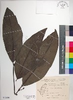 藏品(皮孫木)的圖片