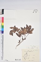 藏品(紅毛杜鵑)的圖片