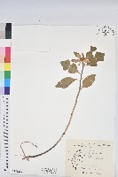 藏品(白苞猩猩草)的圖片