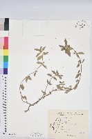 藏品(乳仔草)的圖片