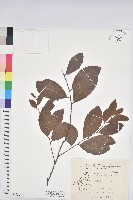 藏品(土密樹)的圖片