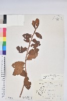 藏品(金毛杜鵑)的圖片