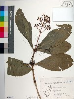 藏品(臺灣野牡丹藤)的圖片