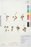 藏品(蓬萊毛茛)的圖片