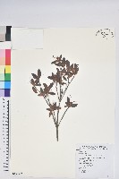 藏品(紅毛杜鵑)的圖片