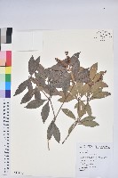 藏品(臺灣馬醉木)的圖片