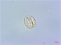 藏品(短角冷水麻)的圖片