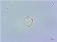 藏品(短角冷水麻)的圖片