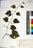 藏品(粉藤)的圖片