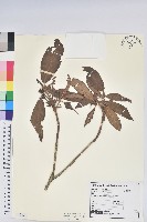 藏品(玉山杜鵑)的圖片