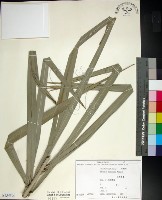 藏品(台灣海棗)的圖片