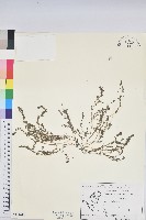 藏品(伏生大戟)的圖片