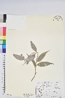 藏品(珍珠花、長尾葉越橘)的圖片