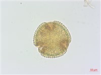 藏品(蘇聯補血草)的圖片