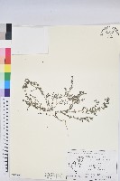 藏品(千根草)的圖片