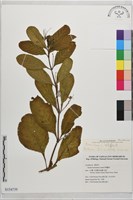 藏品(塊莖蘆莉草、紫莉花、藍蘆莉、球根蘆莉)的圖片