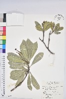 藏品(蘭嶼土沉香)的圖片