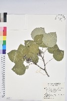 藏品(血桐)的圖片