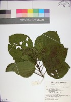 藏品(臭娘子)的圖片