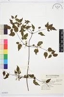 藏品(梨山小蓑衣藤)的圖片