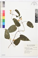 藏品(亨利氏鐵線蓮)的圖片