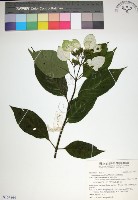 藏品(玉葉金花)的圖片