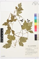 藏品(串鼻龍)的圖片