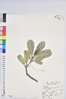 藏品(蘭嶼土沉香)的圖片