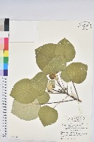 藏品(血桐)的圖片