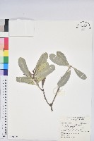 藏品(臺灣土沉香)的圖片