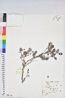 藏品(紅仔珠)的圖片