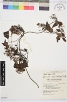 藏品(威靈仙)的圖片