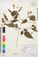 藏品(小木通)的圖片