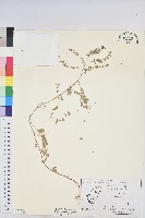 藏品(五蕊油柑)的圖片