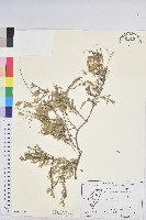 藏品(錫蘭葉下珠)的圖片