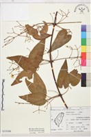 藏品(麥氏鐵線蓮)的圖片