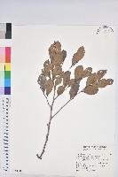 藏品(細葉饅頭果)的圖片