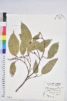 藏品(粗糠柴)的圖片