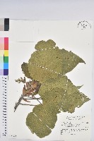 藏品(血桐)的圖片