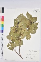 藏品(烏臼)的圖片