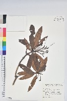 藏品(森氏杜鵑、森氏滿江紅)的圖片