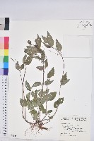 藏品(山靛)的圖片