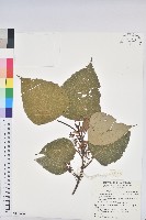 藏品(紅肉橙蘭、華血桐)的圖片