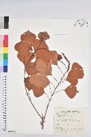 藏品(烏臼)的圖片