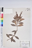 藏品(臺灣馬醉木)的圖片