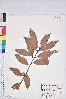 藏品(毽子櫟)的圖片