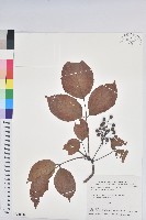 藏品(茄苳、重陽木)的圖片