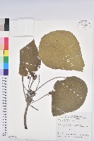 藏品(血桐)的圖片