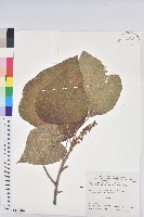 藏品(野桐)的圖片